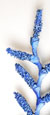 Blue Ladder