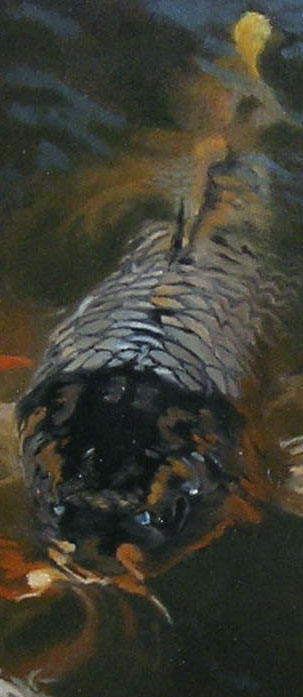 Koi #1